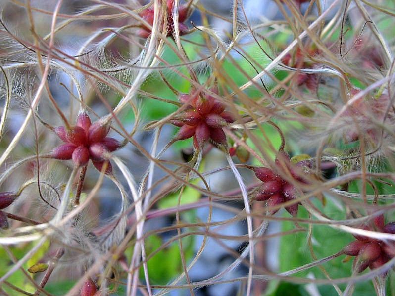 Clematis vitalba / Clematide vitalba